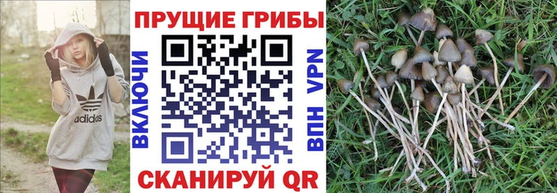 хочу Абдулино Галлюциногенные грибы Magic Shrooms